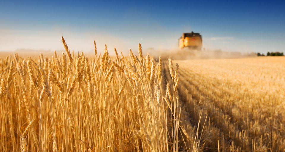 Прогнозирование цен на зерно: ключевые факторы и тенденции