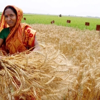 Индия стала одним из ведущих мировых производителей зерна