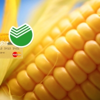 Пополнение карты "Кукуруза" через Сбербанк: быстро и просто