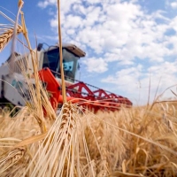 Россия резко снизила экспорт пшеницы и ячменя на четверть