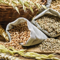 Цены на пшеницу достигли максимального значения с 2008 года